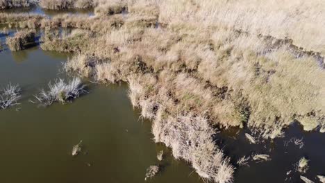 Lagoon-delta-vegetation,-Albufera-Natural-Park-nature-reserve-Valencia-Spain