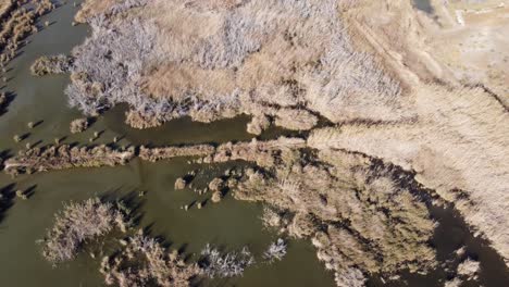 Lagoon-vegetation-Albufera-Natural-Park-nature-reserve-largest,-Valencia-Spain