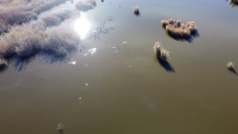 Lagoon-vegetation-over-water,-Albufera-Natural-Park,-Valencia-Spain