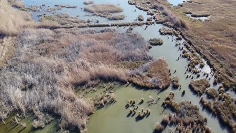 Albufera-Natural-Park-Lagoon-vegetation-over-water,-Valencia-Spain