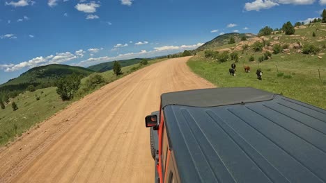 POV---Driving-on-a-narrow-graveled-road-through-an-alpine-meadow-with-a-small-cow-herd