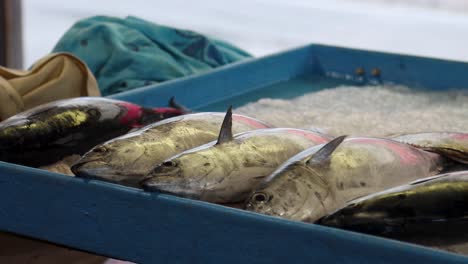 Fresh-Tuna-At-Fish-Stall-In-Provencal-Market-in-Antibes,-France