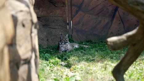 Slow-motion,-static-shot-of-a-wildcat-resting-on-grass-in-shade