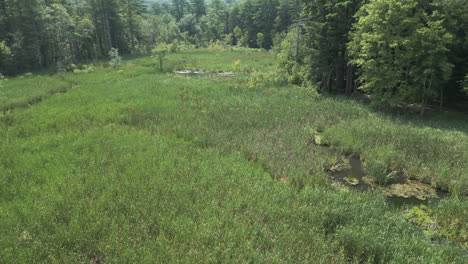 Aerial-dolly-over-marsh-swamp-land-to-forest-edge-at-Lake-Fitzgerald-Northampton-Massachusetts