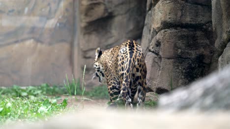 Zoomed-footage-captures-a-jaguar-in-a-zoo-enclosure,-pacing-near-rocky-formations