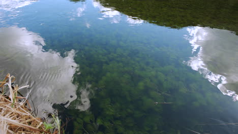 Toma-Estática-De-Un-Arroyo-De-Montaña-Limpio-Y-Potable-Con-Plantas-Acuáticas.