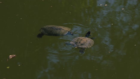 Zwei-Schildkröten-Schwimmen-In-Einem-Grünen-Teich