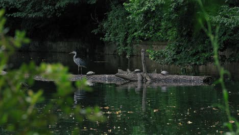 Ein-Reiher-Steht-Auf-Einem-Baumstamm-In-Einem-Teich,-Im-Hintergrund-Sonnen-Sich-Schildkröten