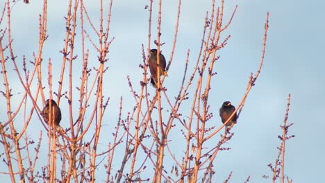 Gemeinsamen-Indischen-Myna-Vögel-Thront-In-Kahlen-Baum-Einer-Fliegt-Weg-Goldene-Stunde-Australien-Gippsland-Victoria-Maffra