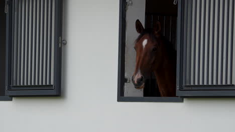 Close-up-view-of-a-bay-horse-peeking-out-from-a-stable-window,-with-white-shutters-framing-its-curious-expression