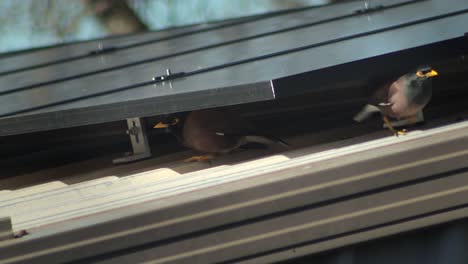 Common-Indian-Myna-Birds-Taking-Shelter-Under-Solar-Panels-On-Shed-Roof-Sunny-Daytime-Australia-Gippsland-Victoria-Maffra-Close-Up