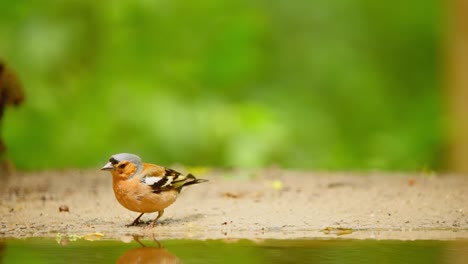 Gemeinsamen-Eurasischen-Buchfinken-In-Friesland-Niederlande-Nippt-An-Wasser-In-Flachen-Teich-Von-Sand-Schlamm-Bedeckten-Boden