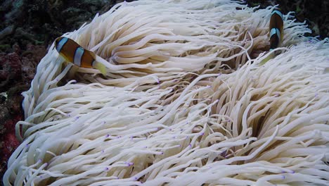 Close-up-of-a-Bleached-White-Anemone-from-warm-water-caused-by-climate-change