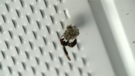 Macro-view-of-wasp-crawling-along-nest-as-it-builds-and-forms-the-pulp-of-the-home