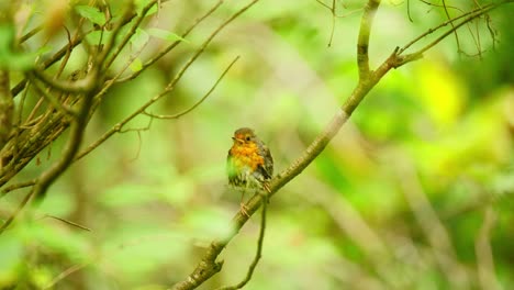 European-Robin-in-forest-of-Friesland-Netherlands-stands-perched-on-diagonal-branch-as-it-flaps-wings-turns-and-hops-flying-away