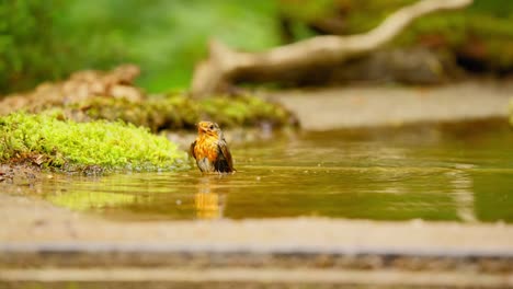 Rotkehlchen-Im-Wald-Von-Friesland-Niederlande-Am-Rand-Des-Moosbedeckten-Bodens-In-Einem-Wasserbecken