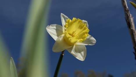 Daffodil-in-garden,-close-up,-Narcissus-flower,-happiness,-joy-and-positivity