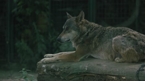 Wolf-lying-on-a-log,-looking-alert