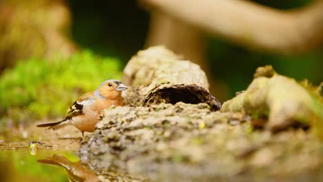 Buchfink-Und-Kohlmeise-In-Friesland,-Niederlande-Teilen-Sich-Das-Essen,-Während-Sie-Maden-Aus-Verrottendem-Holz-Fressen