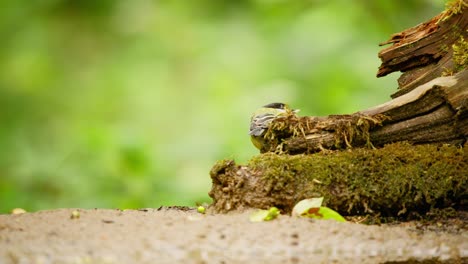 Kohlmeise-In-Friesland,-Niederlande,-Rückansicht-Des-Vogels,-Der-Auf-Einem-Verrottenden-Baumstamm-Kaut-Und-Frisst