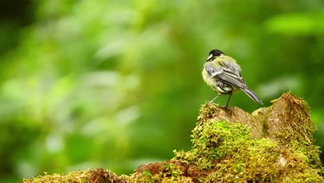 Kohlmeise-In-Friesland,-Niederlande,-Rückansicht-Eines-Vogels,-Der-An-Gebrochenem,-Mit-Moos-Bedecktem-Holz-Entlang-Hüpft