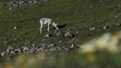 Ovejas-De-Dall-En-La-Montaña-Verde,-Sheep-Mountain,-Parque-Nacional-Kluane,-Yukón,-Canadá---Toma-Panorámica