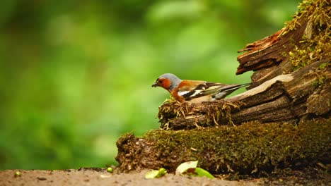 Gewöhnlicher-Buchfink-In-Friesland,-Niederlande,-Springt-Mit-Dem-Kopf-Aus-Einem-Abgebrochenen-Baumstamm-Und-Fliegt-In-Die-Luft