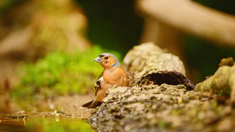 Common-Eurasian-Chaffinch-in-Friesland-Netherlands-pecks-and-chews-in-sunny-pocket-of-forest-and-flies-away