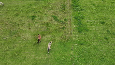 Aerial-view-of-horses-grazing-in-a-lush-green-pasture,-with-one-white-horse-and-two-darker-horses-creating-a-serene-rural-scene