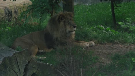 León-Descansando-Sobre-La-Hierba-En-Una-Zona-Sombreada