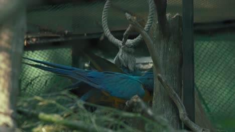 Pair-of-Blue-and-Yellow-Macaws-perched-inside-an-enclosure