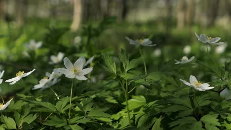 Early-spring-flowers-in-forest,-white-flowers-in-woods,-Wood-Anemone-flower