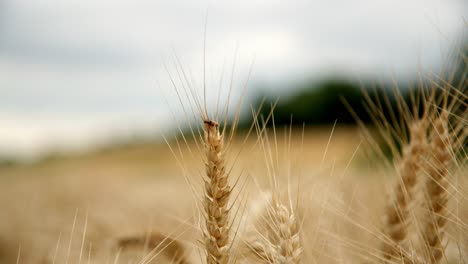 Cabezas-De-Trigo-En-Un-Campo-De-Verano---Primer-Plano