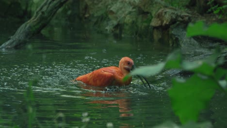 Ibis-Escarlata-Chapoteando-En-Un-Estanque-Rodeado-De-Exuberante-Follaje-Verde-Y-Rocas-Naturales