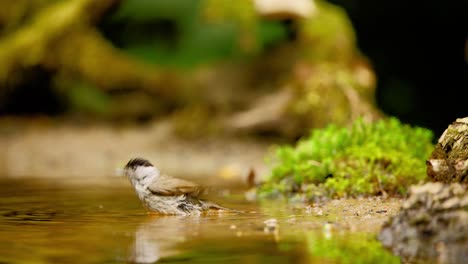 Curruca-Capirotada-Euroasiática-En-El-Bosque-De-Frisia,-Países-Bajos,-Salta-A-Un-Charco-De-Agua,-Se-Baña-Y-Se-Enjuaga,-Y-Vuela-Hasta-Las-Plumas-Secas