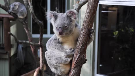 Australian-native-Koala-Bears-rest-on-a-tree-branches-in-a-wildlife-rescue-tourist-attraction-centre