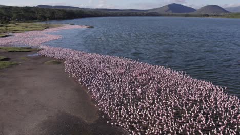 Aerial-drone-shot-of-flamingo-flock