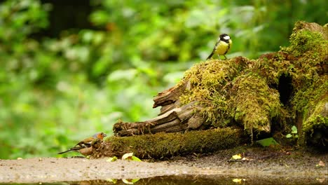 Pinzón-Vulgar-Euroasiático-Y-Carbonero-Común-En-Frisia,-Países-Bajos,-De-Pie-Sobre-Un-Tronco-Junto-A-Un-Charco-De-Agua-En-El-Bosque