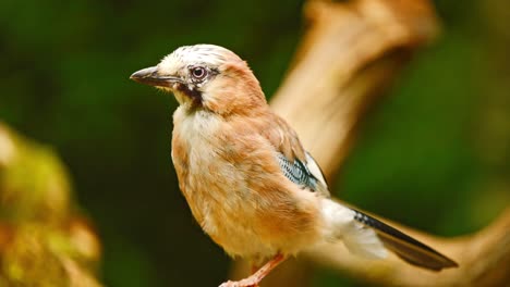 Eurasian-Jay-in-Friesland-Netherland-detailed-closeup-sideview-as-it-looks-around-side-to-side