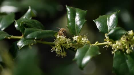 Frontal-view-of-bee-crawling-around-flowers-gathering-nectar-from-delicate-small-pieces,-flying-and-hovering-above-waxy-leaves