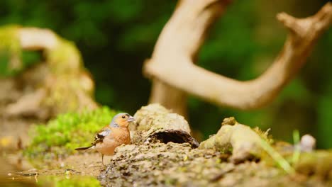 Common-Eurasian-Chaffinch-in-Friesland-Netherlands-at-end-of-broken-log-leading-to-bird-eating-off-log