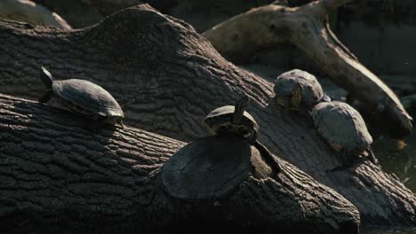 Schildkröten-Sonnen-Sich-Auf-Einem-Baumstamm-In-Einer-Sonnigen-Umgebung-Im-Freien