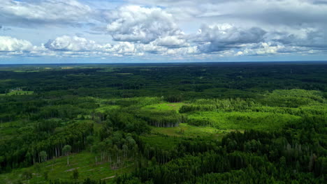 Dense-Forest-Thicket-With-Cloudy-Sky-In-Countryside