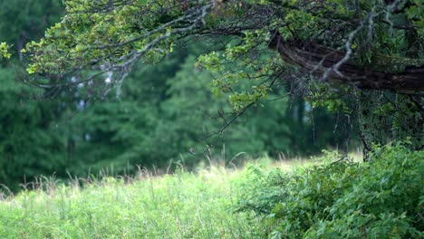 Static-slow-motion-shot-captures-raindrops-falling-from-tree-branches