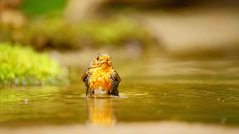 European-Robin-in-forest-of-Friesland-Netherlands-sideview-in-shallow-pool-of-water-with-beautiful-reflection