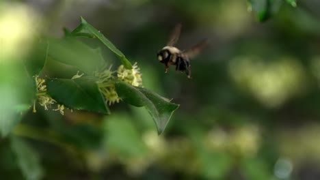 Slow-motion-frontal-view-of-bee-rising-and-flying-into-air,-macro-closeup