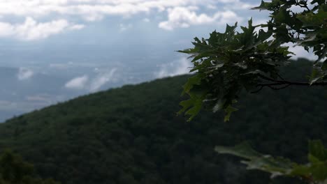 Slow-motion-capture-of-tree-leaves-softly-swaying-in-the-wind,-framing-a-picturesque-view-of-forested-mountains