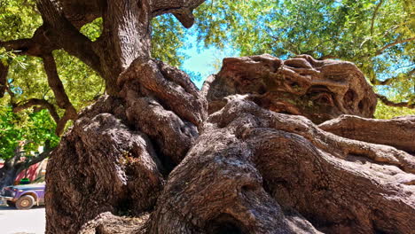 Old-Olive-tree-in-zakynthos-island,-greece-on-a-sunny,-day,-going-forward-and-up