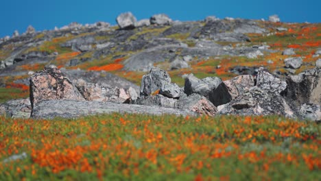 Un-Paisaje-Pintoresco-De-Una-Ladera-Rocosa,-Con-Una-Colorida-Maleza-Otoñal-Que-Crea-Un-Contraste-Contra-Las-Rocas.