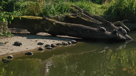 Turtles-basking-by-a-pond-with-a-tree-trunk-and-greenery-at-Zoo